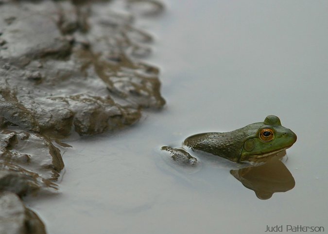 Bullfrog, Konza Prairie, Kansas, United States