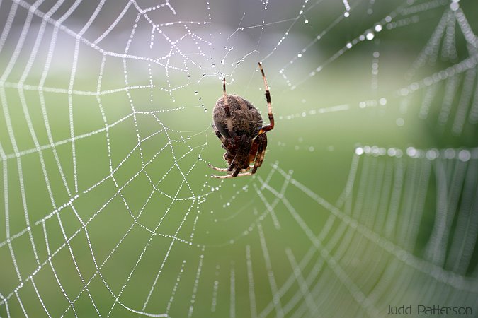 Spider, Manhattan, Kansas, United States