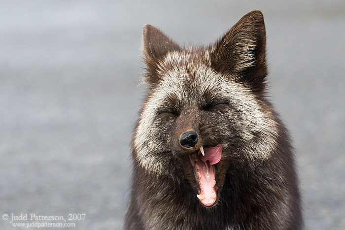 Silver Fox, Mount Rainier National Park, Washington, United States