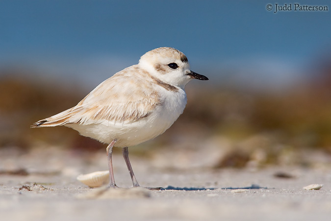 Snowy Plover, Fort Myers Beach, Florida, United States