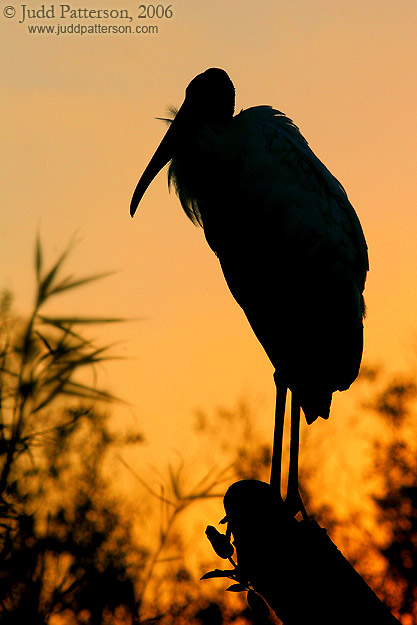 The Stork, Everglades National Park, Florida, United States