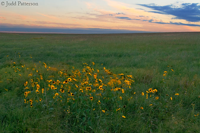 The Sunflower State, Saline County, Kansas, United States
