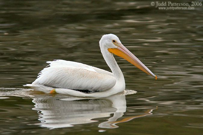 American White Pelican, Tuttle Creek Reservoir, Kansas, United States