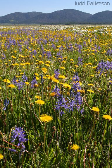 Wildflowers in Profusion, Flat Ranch, Idaho, United States