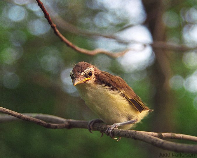 Unidentified young bird, Ely, Minnesota, United States