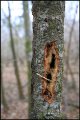 Pileated Woodpecker workings