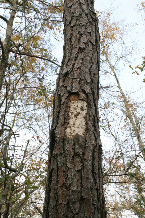 Scaling from a large woodpecker.