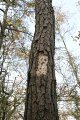 Scaling from a large woodpecker.