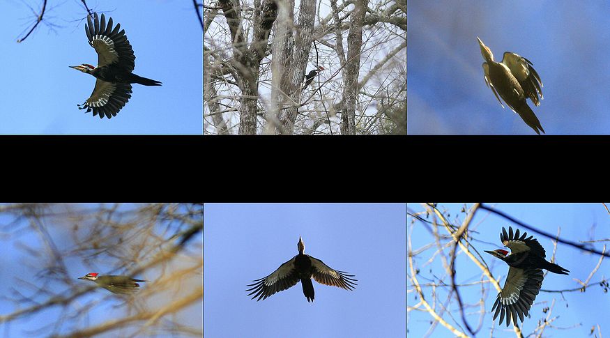 Not Ivory-billed Woodpeckers (they are Pileated Woodpeckers)