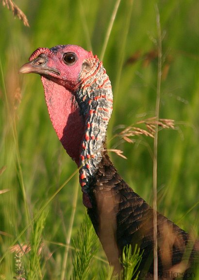 Wild Turkey, Konza Prairie, Kansas, United States