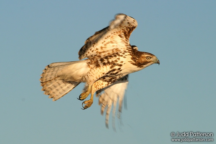 Red-tailed Hawk, Saline County, Kansas, United States