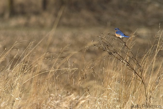 Eastern Bluebird, Konza Prairie, Kansas, United States