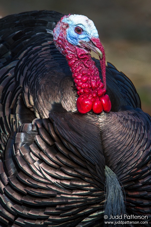 Wild Turkey, Rocky Mountain National Park, Colorado, United States