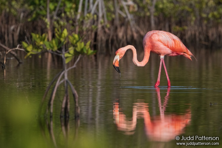 American Flamingo, Big Torch Key, Monroe County, Florida, United States