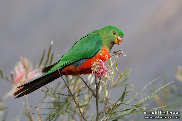 Australian King-Parrot, Lamington National Park, Queensland, Australia