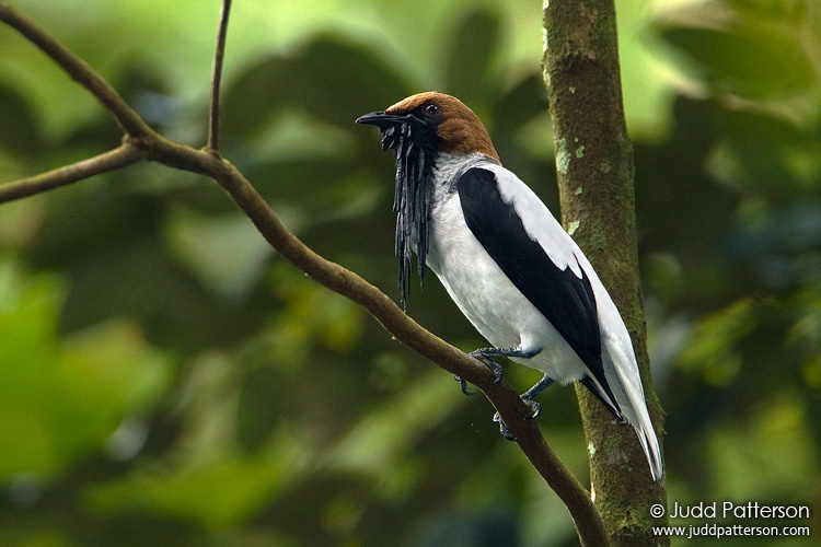Bearded Bellbird, Asa Wright Nature Center, Trinidad, Trinidad and Tobago