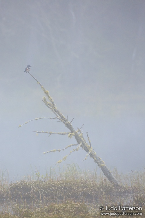 Belted Kingfisher, Railroad Rd, Piscataquis County, Maine, United States