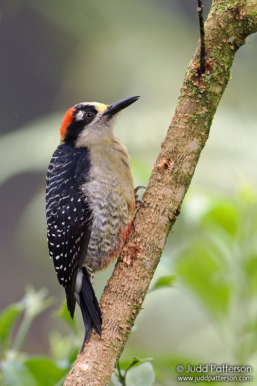 Black-cheeked Woodpecker, La Paz Waterfall Gardens, Alajuela, Costa Rica