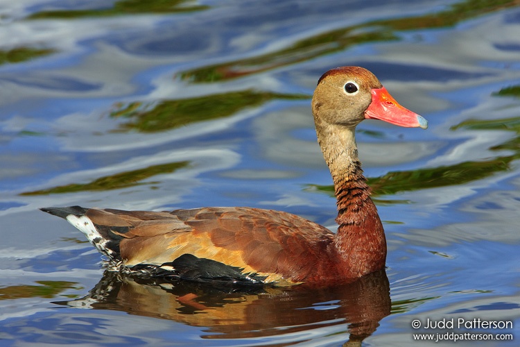 Black-bellied Whistling-Duck, Wakodahatchee Wetlands, Florida, United States
