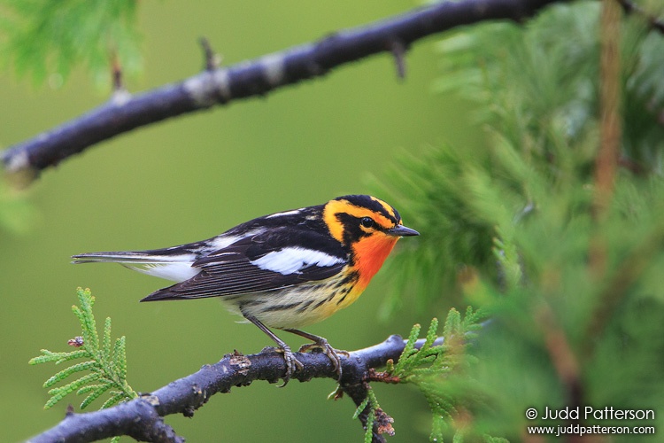 Blackburnian Warbler, Piscataquis County, Maine, United States