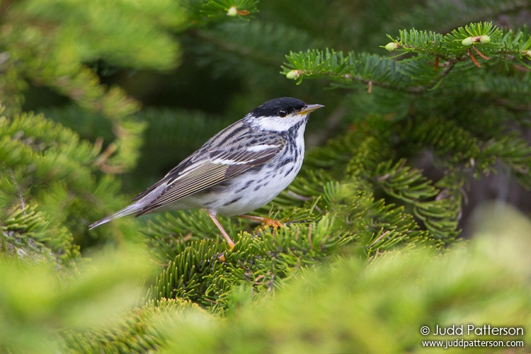 Blackpoll Warbler, Elephant Mountain, Maine, United States