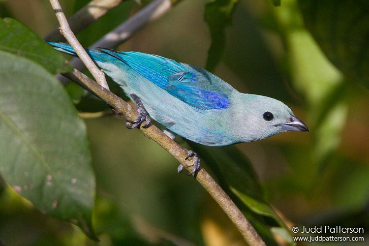 Blue-gray Tanager, Asa Wright Nature Center, Trinidad, Trinidad and Tobago