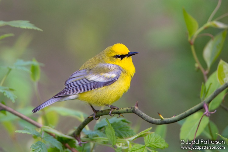 Blue-winged Warbler, New York, United States