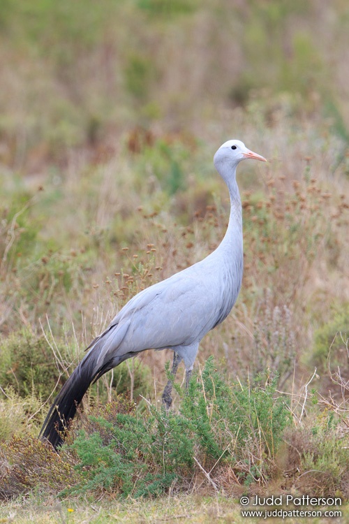 Blue Crane, Western Cape, South Africa