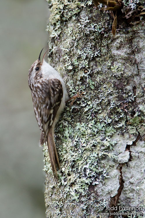 Brown Creeper, Acadia National Park, Maine, United States