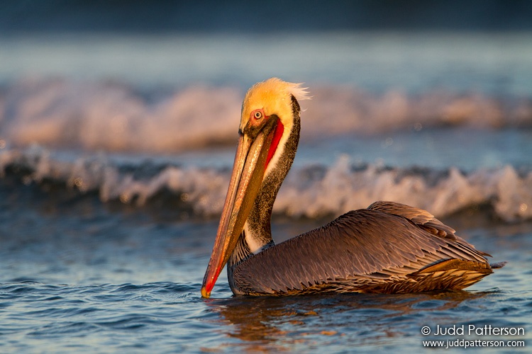 Brown Pelican, Malibu Lagoon, California, United States