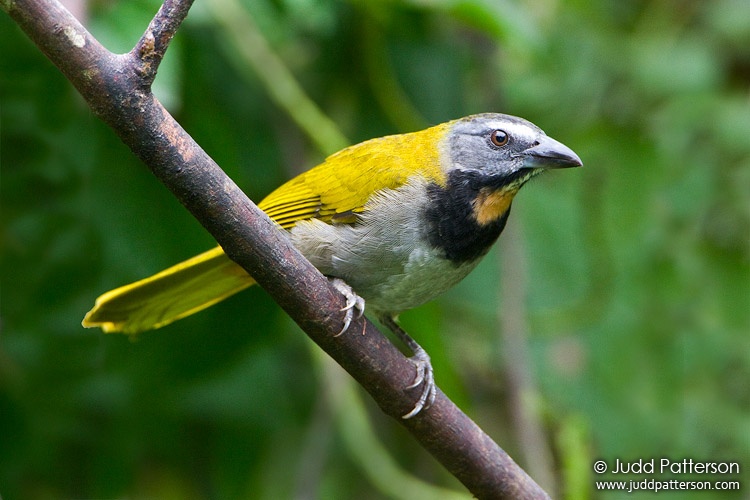 Buff-throated Saltator, Rancho Naturalista, Cartago, Costa Rica