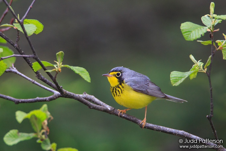 Canada Warbler, Piscataquis County, Maine, United States