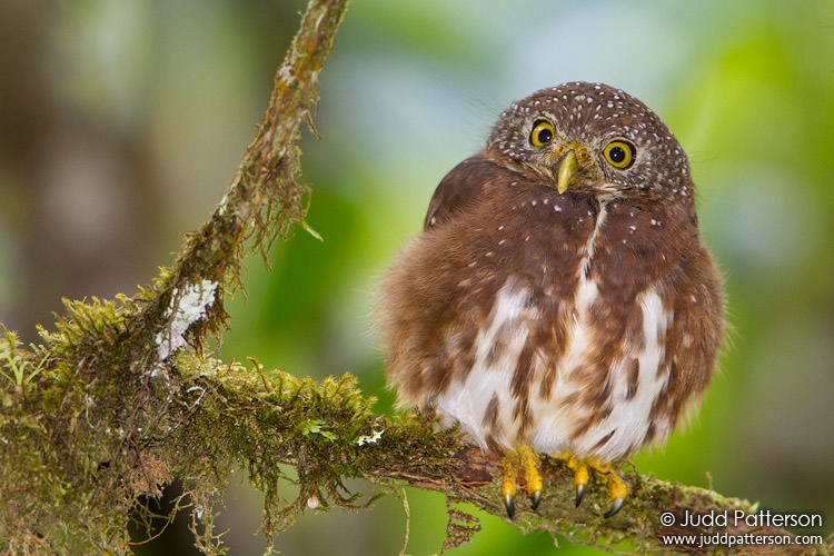Cloud-forest Pygmy-Owl, Tandayapa Bird Lodge, Ecuador