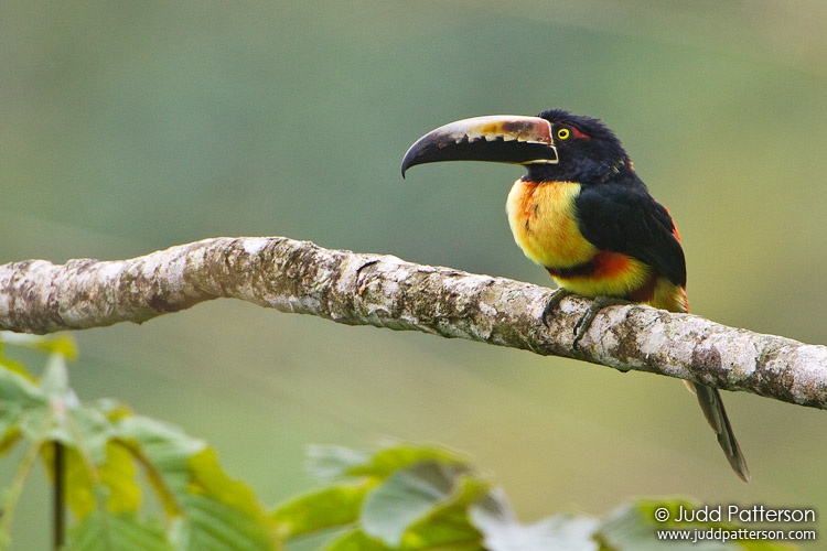 Collared Aracari, Rancho Naturalista, Cartago, Costa Rica