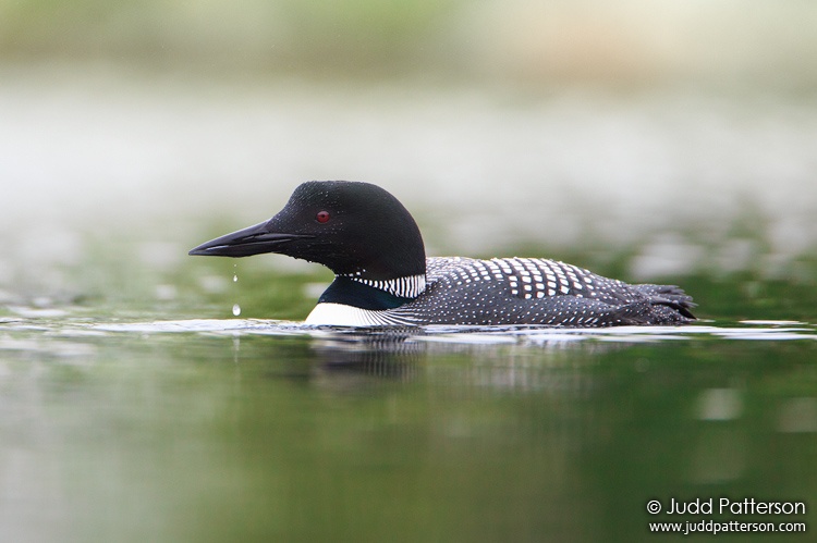 Common Loon, Greenville, Maine, United States
