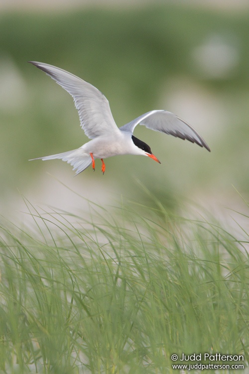 Common Tern, Nickerson Beach, Nassau County, New York, United States