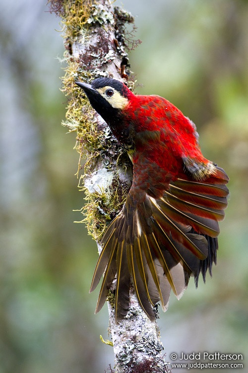 Crimson-mantled Woodpecker, Cabañas San Isidro, Ecuador