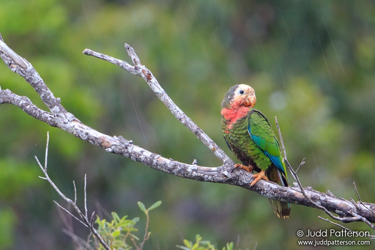 Cuban Parrot, South Abaco, Abacos, Bahamas