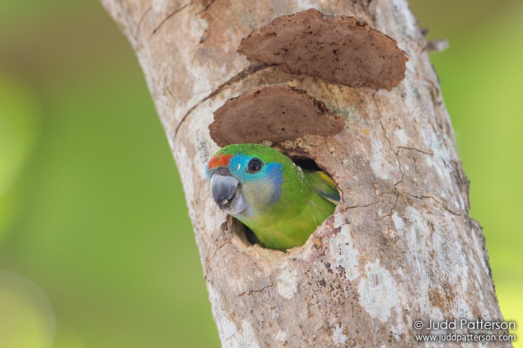 Double-eyed Fig-Parrot, Queensland, Australia