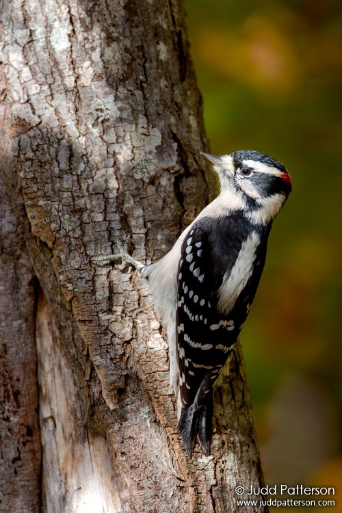 Downy Woodpecker, Lake Crabtree County Park, North Carolina, United States
