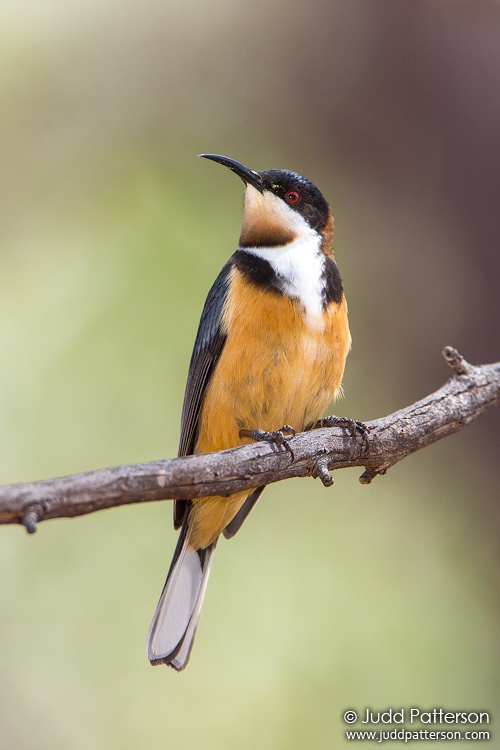Eastern Spinebill, Capertee Valley, New South Wales, Australia