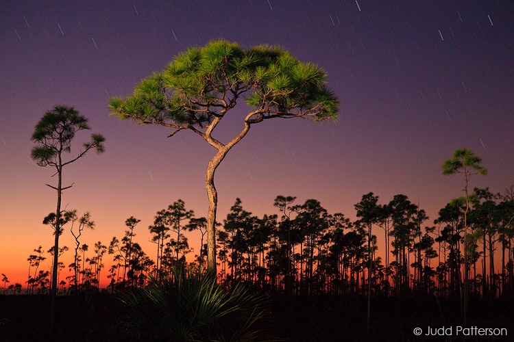 Last Light on the Pinelands, Everglades National Park, Florida, United States