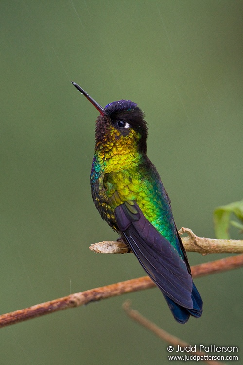 Fiery-throated Hummingbird, Mirador de Quetzales, Cartago, Costa Rica