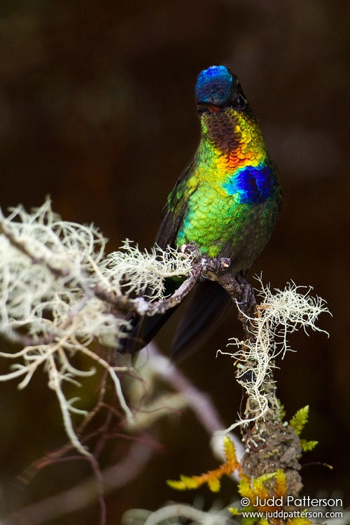 Fiery-throated Hummingbird, Mirador de Quetzales, Cartago, Costa Rica
