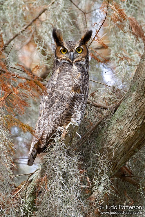 Great Horned Owl, Lake Tohopekaliga, Florida, United States