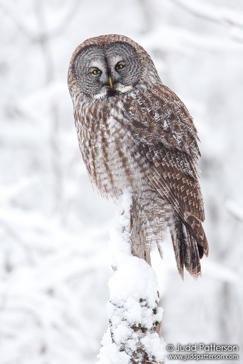 Great Gray Owl, Minnesota, United States