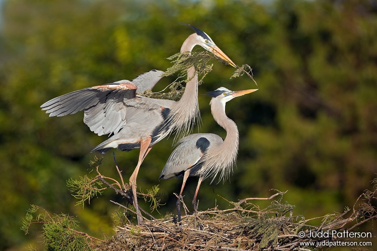 Great Blue Heron, Wakodahatchee Wetlands, Florida, United States