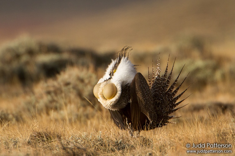 Greater Sage-Grouse, Delaney Butte Lakes, Colorado, United States