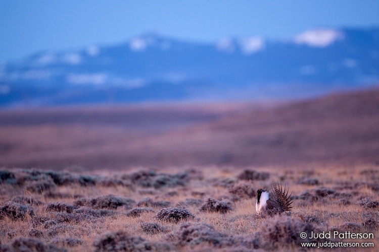 Greater Sage-Grouse, Delaney Butte Lakes, Colorado, United States