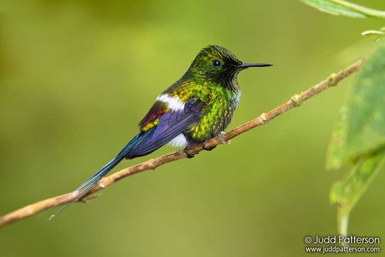 Green Thorntail, Milpe Bird Sanctuary, Ecuador